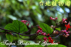 紅萼龍吐珠，花與葉的圖片