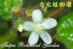 毛野牡丹，花朵的圖片