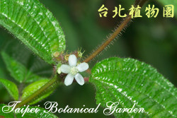 毛野牡丹，花朵的圖片