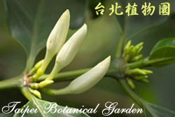 阿拉伯咖啡，花朵的圖片