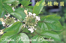 魚木，花與葉的圖片