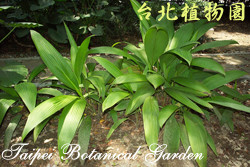 船仔草，葉子的圖片