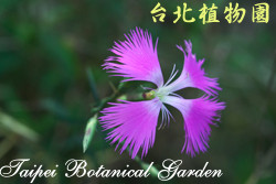 玉山石竹，花朵的圖片