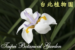 烏葉鳶尾，花朵的圖片