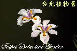 烏葉鳶尾，花朵的圖片