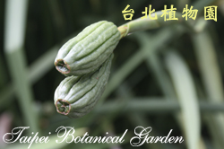烏葉鳶尾，花苞的圖片