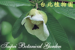 第倫桃，果實的圖片