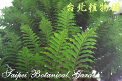 槲蕨，葉子的圖片