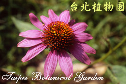 松果菊，花朵的圖片