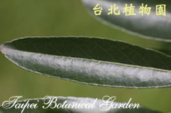 加羅林杜英，葉子的圖片