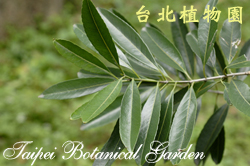 加羅林杜英，葉子的圖片