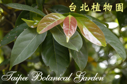 三蕊楠，葉子的圖片