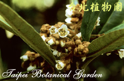 枇杷，花朵的圖片。
