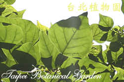 非洲刺桐，葉子的圖片