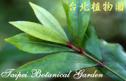 菱葉衛矛，葉的圖片