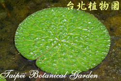 芡，葉子的圖片