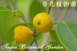 黃果垂榕，果實的圖片