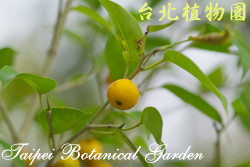 黃果垂榕，果實與葉子的圖片