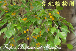 黃果垂榕，果實與葉子的圖片
