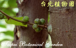 水同木，果實與局部枝條的照片。
