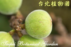 優曇華，果實的圖片