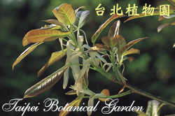 雀榕，葉子的圖片