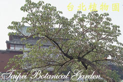 雀榕，樹的圖片