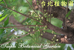雀榕，果實的圖片