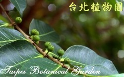 島榕，果實的圖片