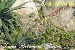 孔雀扇，葉子的圖片
