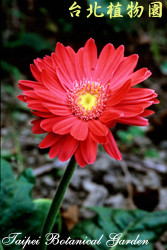 非洲菊，花朵的圖片