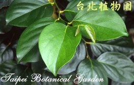 柿葉茶茱萸，葉的圖片