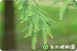 落羽松，葉子的圖片