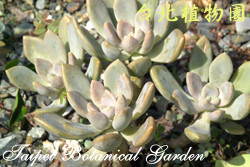 風車草，葉的圖片