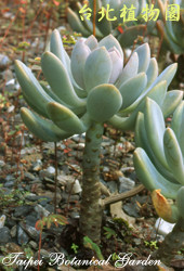 風車草，葉子與莖的圖片