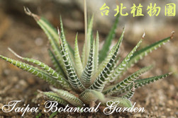 白帝，葉子的圖片