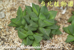 透明寶草，葉子的圖片