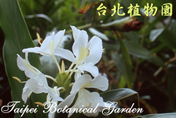 野薑花，花的圖片