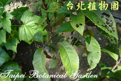 臺灣山龍眼，葉子的圖片