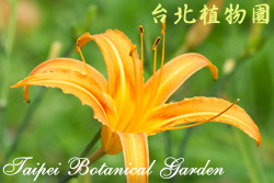 金針花，花朵的圖片