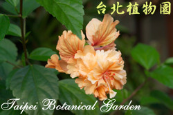 扶桑，花朵與葉的圖片