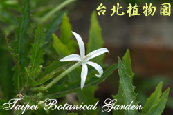 馬醉草，花朵的圖片