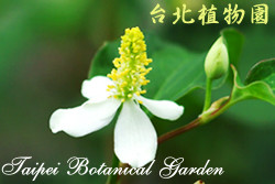 魚腥草，花朵的圖片