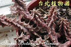 縞馬，葉子的圖片