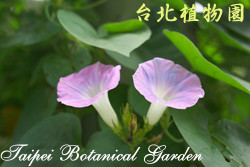 銳葉牽牛，花朵的圖片
