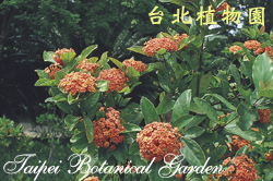 仙丹花，花朵與葉的圖片