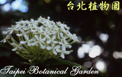 白仙丹花，花的圖片
