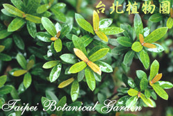 矮仙丹花，葉的圖片