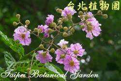 大花紫薇，花朵的圖片