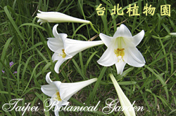糙莖麝香百合，花朵的圖片